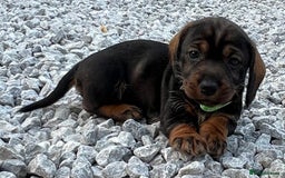 Dachshund dogs for sale: Wire Haired Teckels - Image 1