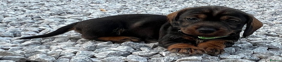 Dachshund Puppy 3