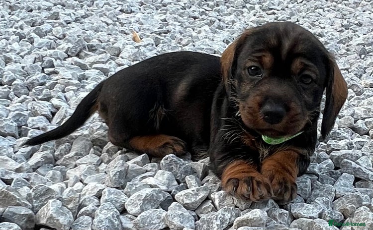 Dachshund dogs - Advert 12