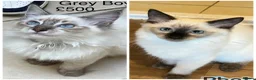 Ragdoll cats for sale: 💖Fabulous Pure Ragdoll Kittens Waiting for Love❤️ - Advert 1