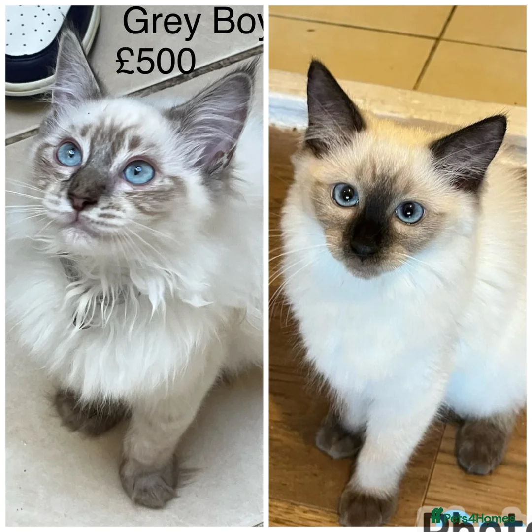 Ragdoll cats for sale: 💖Fabulous Pure Ragdoll Kittens Waiting for Love❤️ - Advert 1