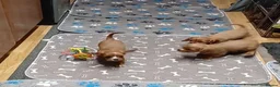 Cavalier King Charles Spaniel dogs for sale: Cute Cavalier boys guaranteed healthy by the vet   - Advert 23