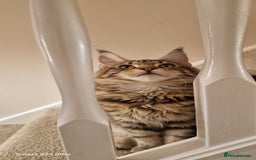 Maine Coon cats for sale: Pure Maine coon👑 - Image 13