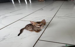 Bengal cats for sale: Beautiful boy remaining ready to go  - Image 12