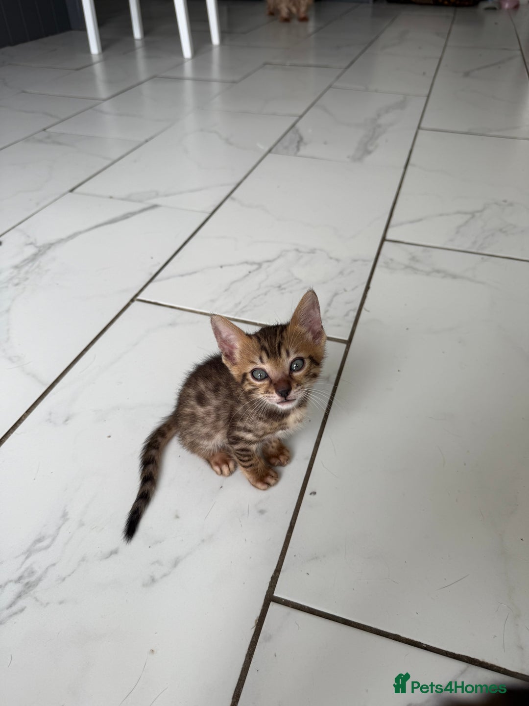 Bengal cats for sale: Beautiful boy remaining ready to go  - Image 12