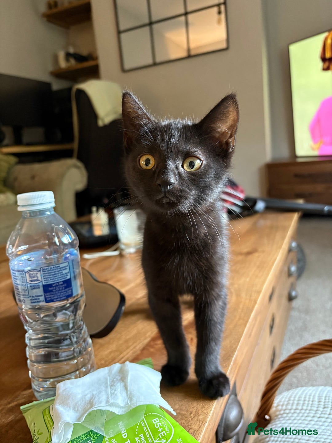 Mixed Breed cats for sale: **** Beautiful pure black kittens **** - Image 13
