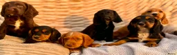 Cocker Spaniel dogs for sale: READY TO LEAVE! TOP KC WORKING COCKER PUPPIES in Ashbourne - Advert 6