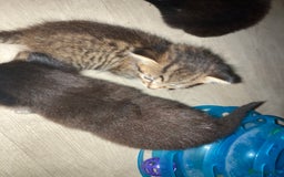 British Shorthair cats for sale: Kittens  - Image 8