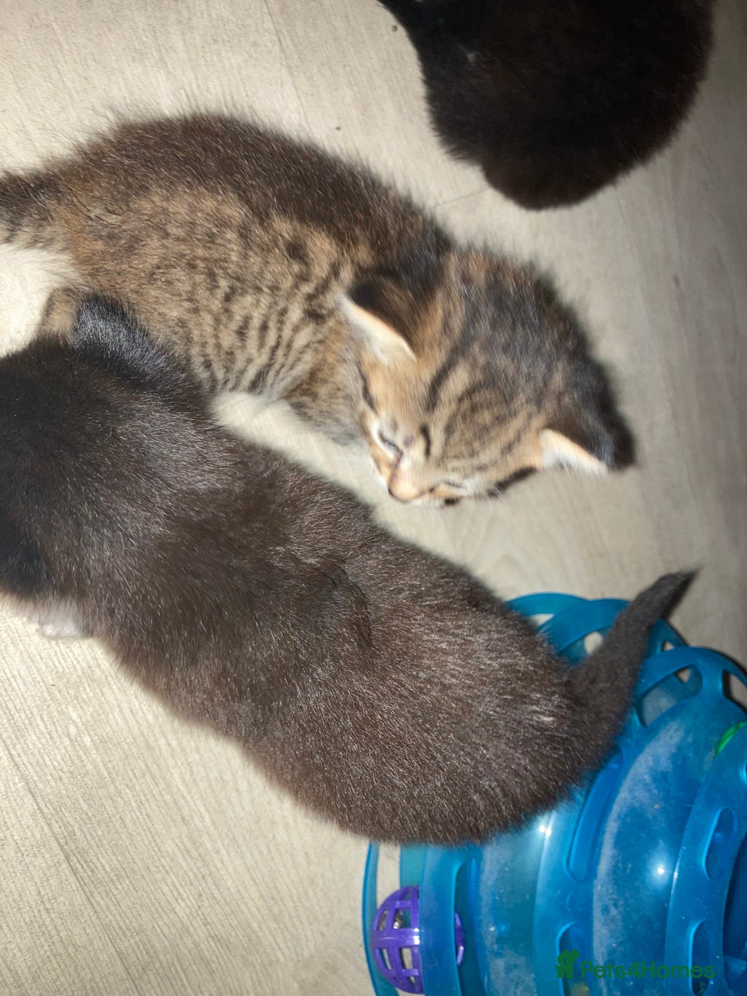 British Shorthair cats for sale: Kittens  - Image 8
