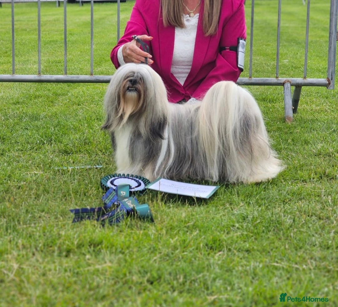 Lhasa Apso dogs for stud: KC Reg, DNA PRA4 clear Lhasa Apso in Carluke - Advert 1