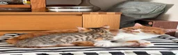 Mixed Breed cats for sale: BENGAL X DSH X BSH ADORABLE FLUFFY KITTEN - Advert 8