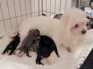 Mixed Breed dogs Gorgeous malchi’s - Advert 1