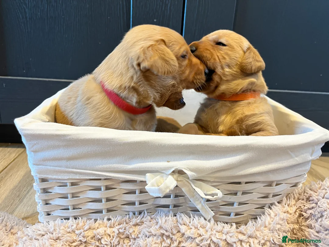 Labrador Retriever dogs for sale:  Fox red Labrador pups for sale, KC registered - Advert 39