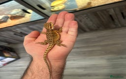 Bearded Dragon reptiles for sale: 60 Baby bearded dragons - Image 17