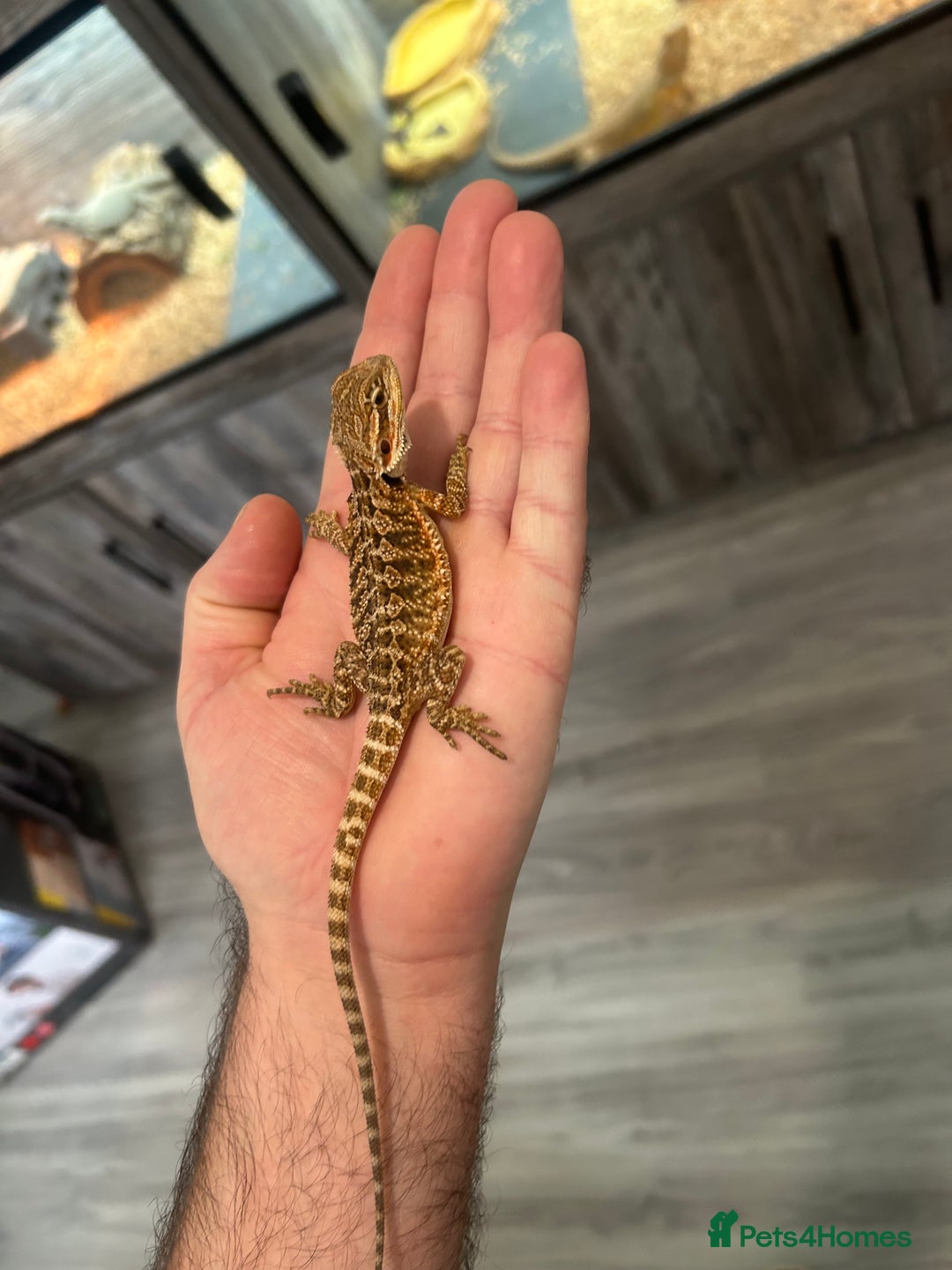 Bearded Dragon reptiles for sale: 60 Baby bearded dragons - Image 17