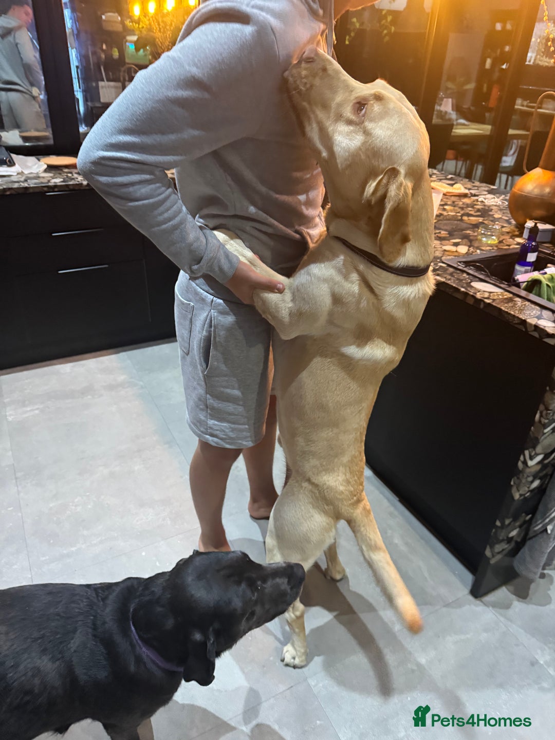 Labrador Retriever dogs for sale: EXCELLENT &UNIQUE LAB PUPPIES AV 12 NOV £1450 - Image 34