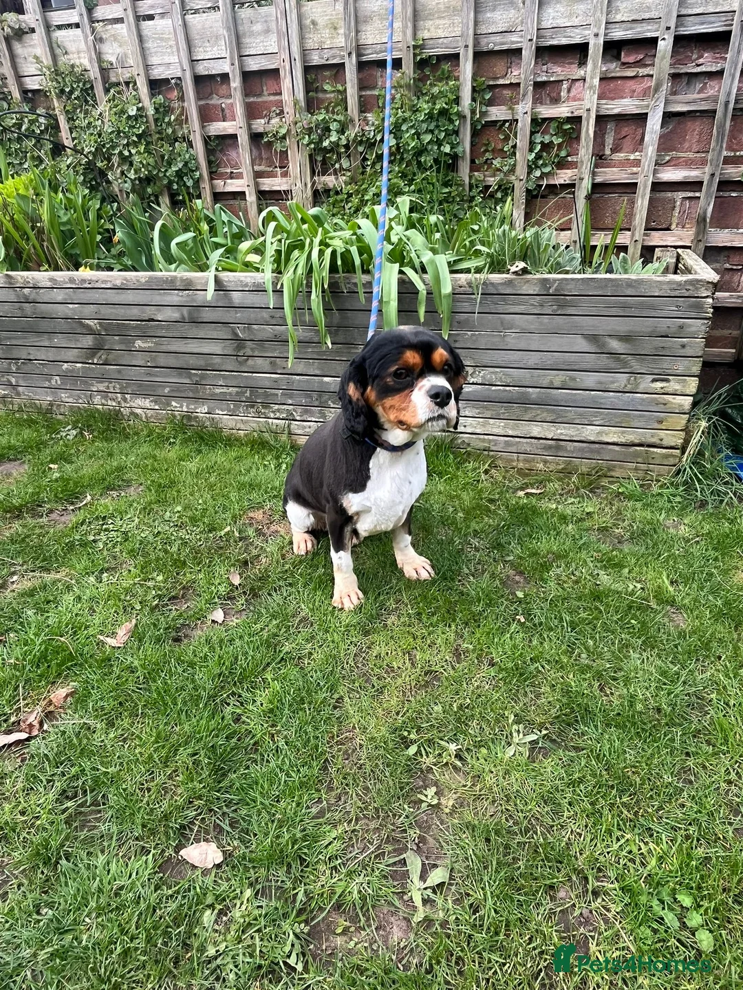 Cavalier King Charles Spaniel dogs for sale: Female Cavalier king Charles Spaniel - Advert 5