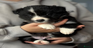 Border Collie dogs - Advert 8