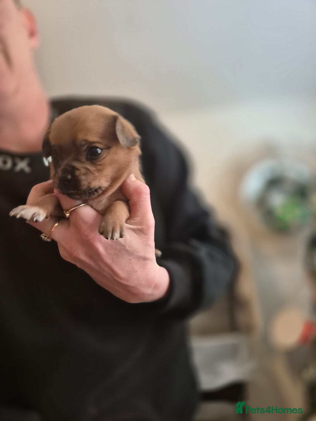 Chipoo dogs for sale: Beautiful chipoo puppys  - Advert 20