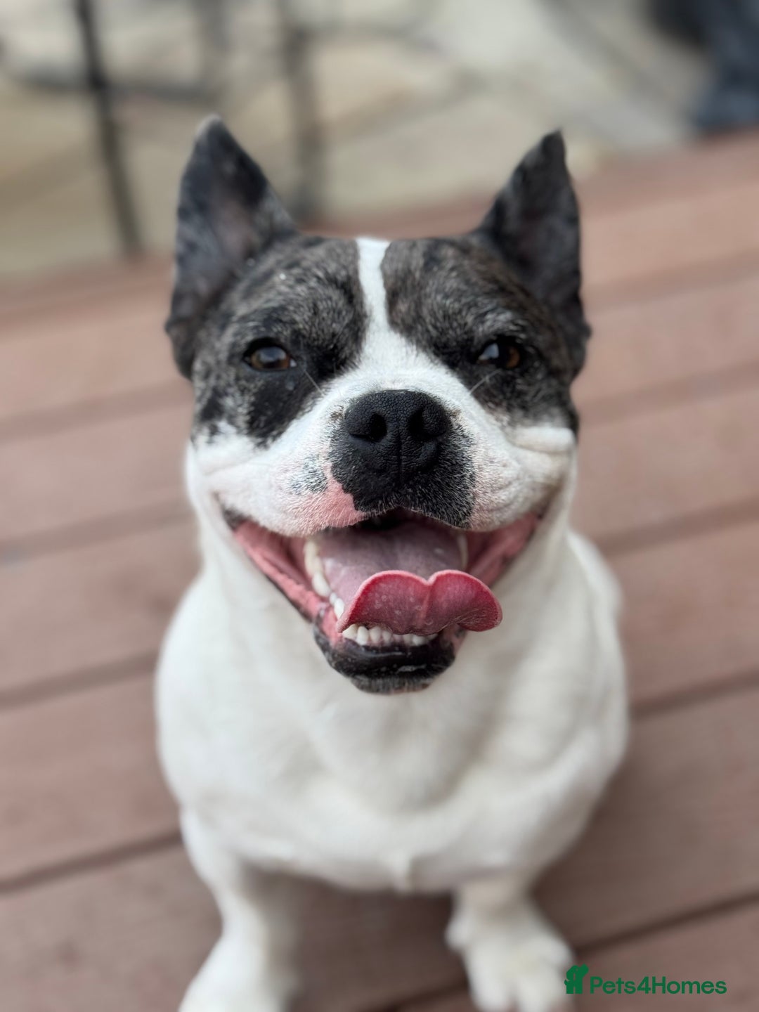 Mixed Breed dogs for sale: 15 month old male Frenchie/pug available  - Advert 6