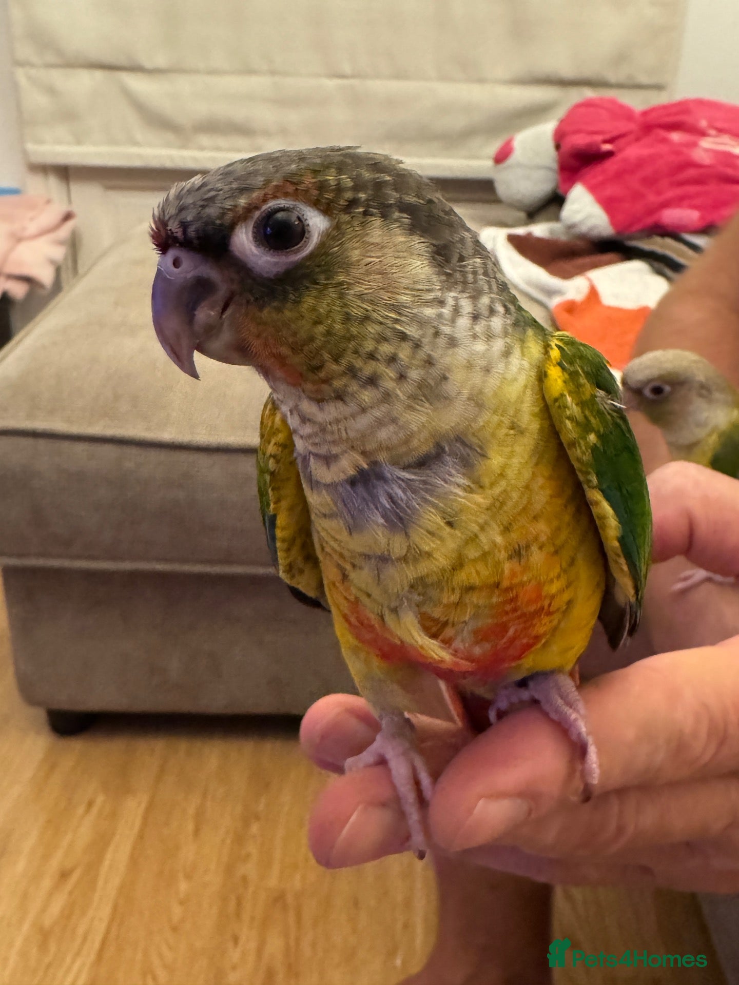 Conures birds 2 Tamed baby conures for sale  - Advert 2