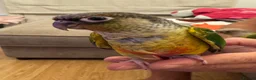 Conures birds for sale: 2 Tamed baby conures for sale  - Advert 7