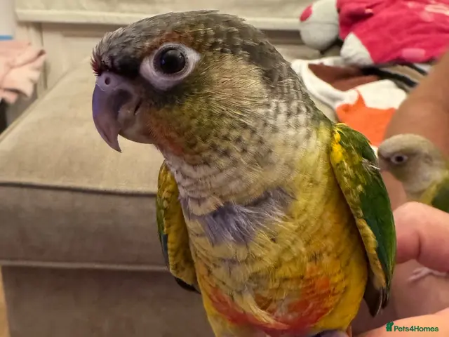 Conures birds 2 Tamed baby conures for sale - Advert 2