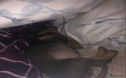 Miniature Dachshund dogs for sale: Miniature Dachshund  - Image 2