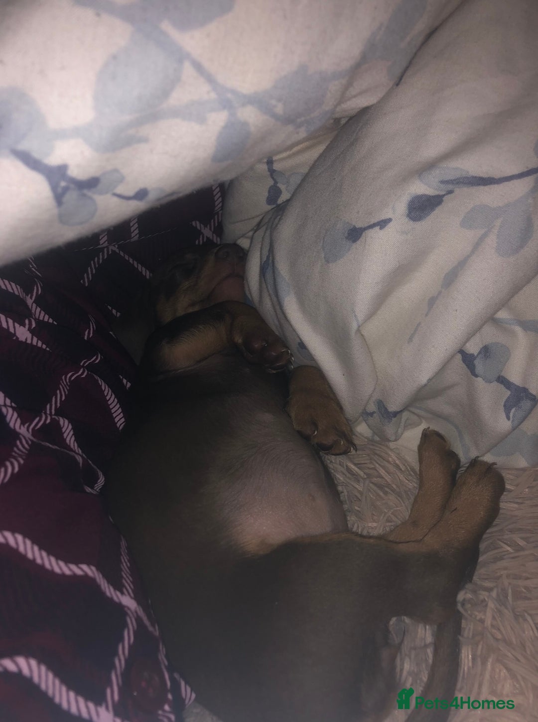 Miniature Dachshund dogs for sale: Miniature Dachshund  - Image 2