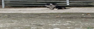 Border Collie 1