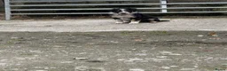 Border Collie dogs for sale: Border collie pups for sale - Advert 18