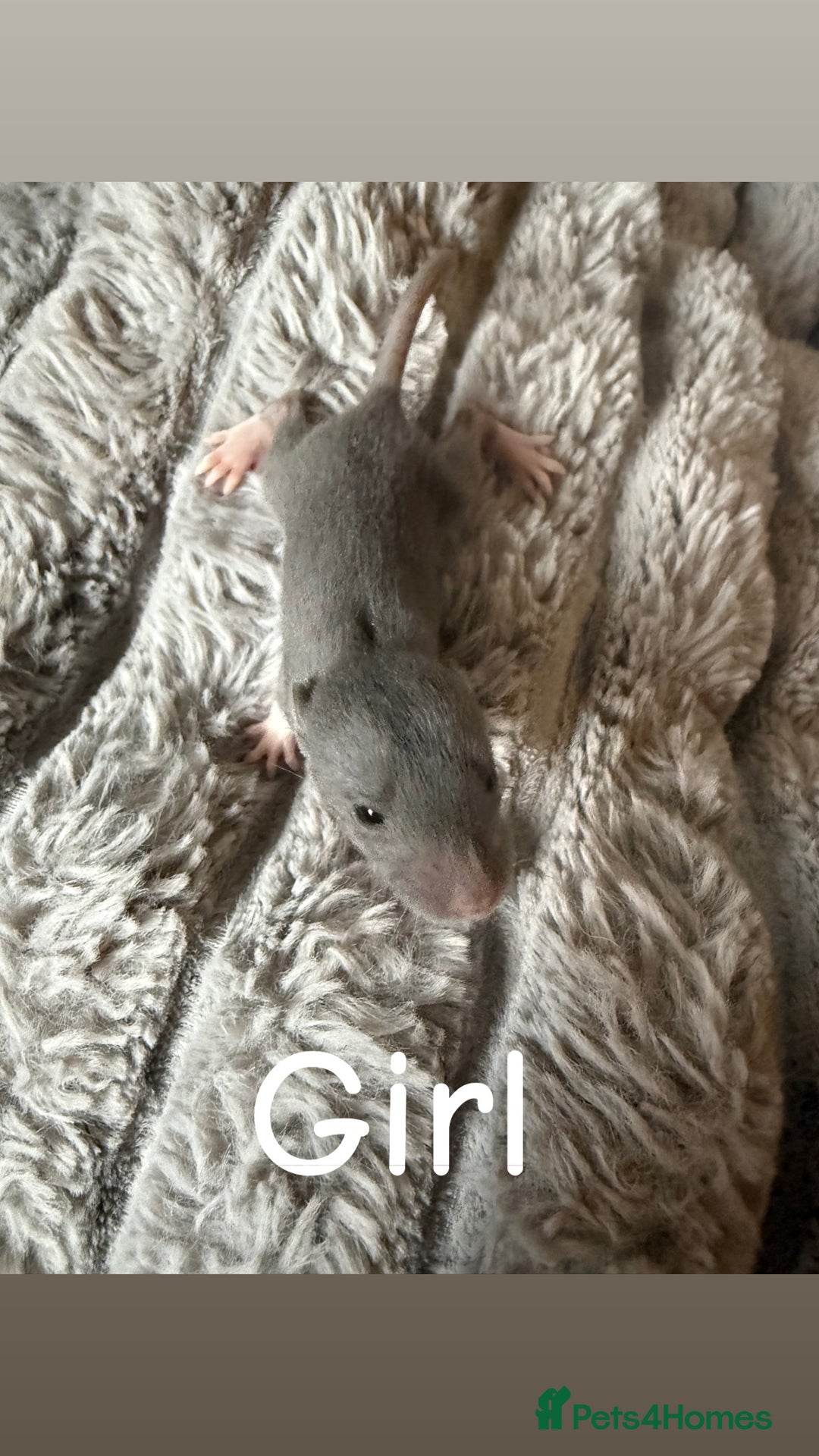 Rat rodents for sale: Baby rats mixed  - Advert 2