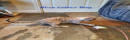 Bengal cats for sale: 🐆💕Very Beautiful Tica Registered Bengal Kittens. - Advert 8