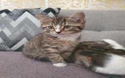 Mixed Breed cats for sale: The three musketeers are looking for new homes - Image 29