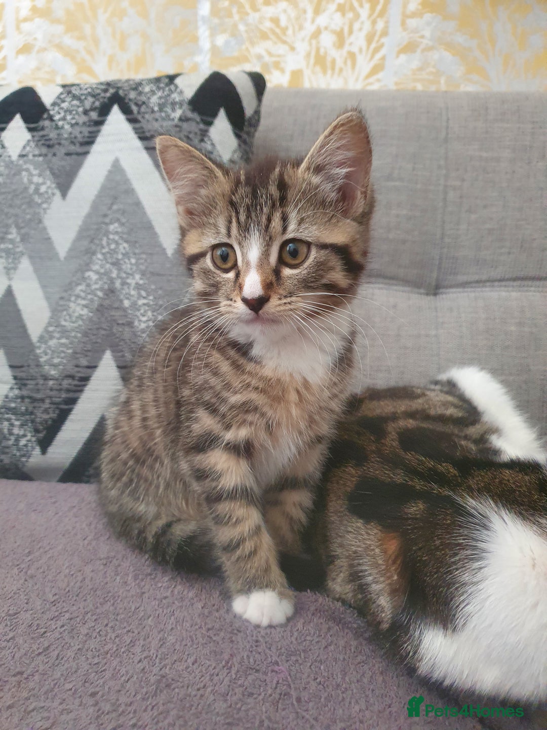 Mixed Breed cats for sale: The three musketeers are looking for new homes - Image 29