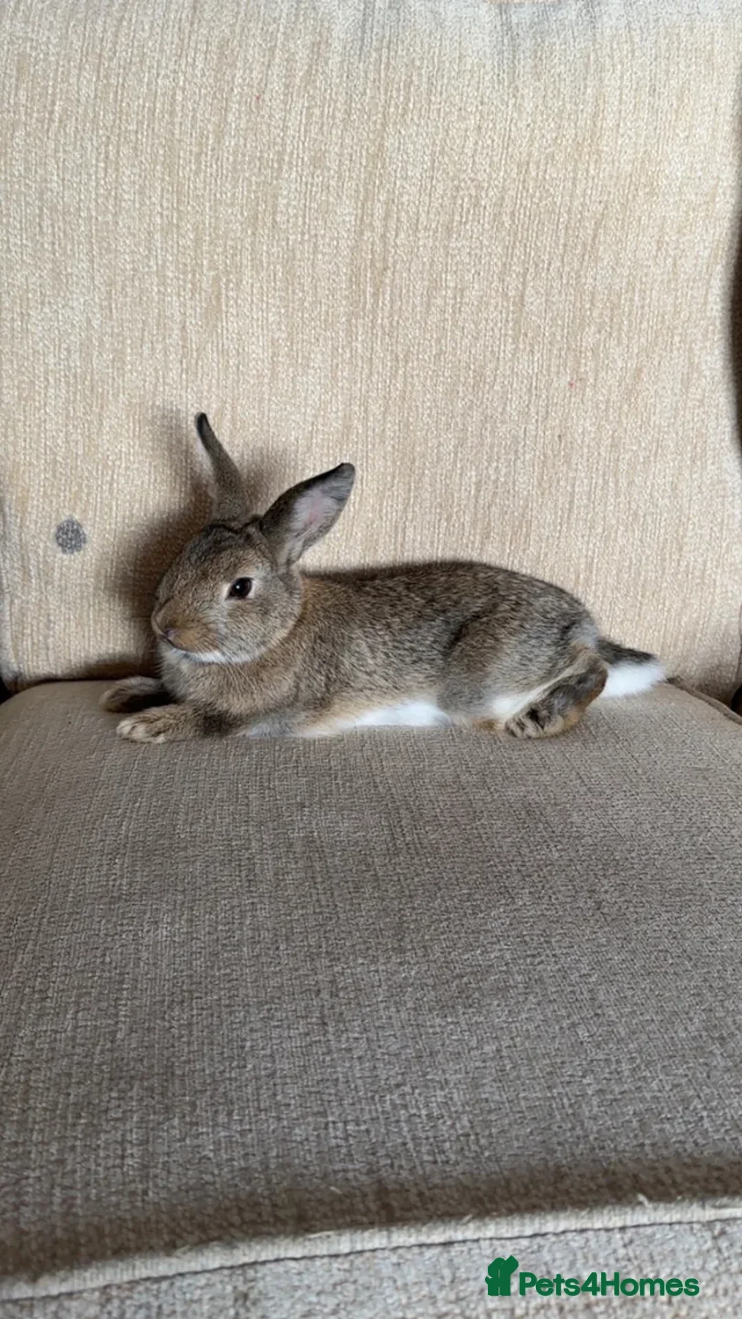 Mixed Breed rabbits for sale: 2 bunnies for sale! - Advert 2