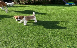 Mixed Breed dogs for sale: Lovely Jack Russel/Plumber puppies - Image 20