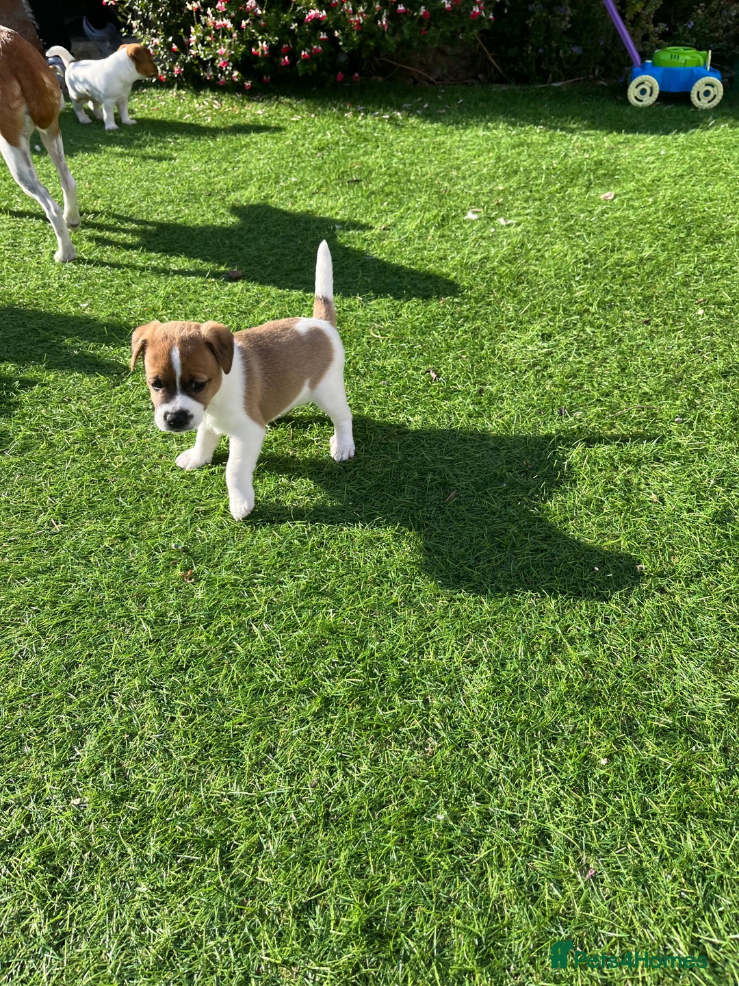 Mixed Breed dogs for sale: Lovely Jack Russel/Plumber puppies - Image 20