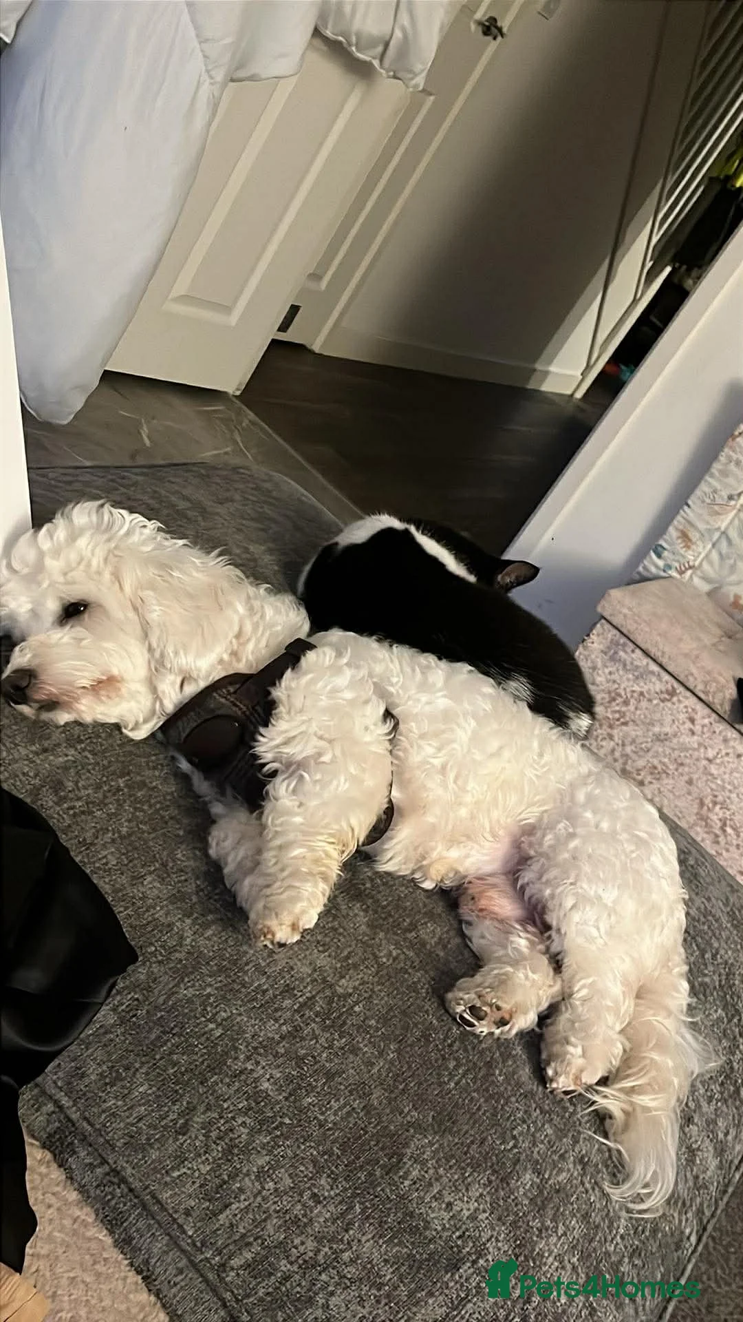 Mixed Breed dogs for sale: Male cockapoo/bichon frise for rehoming  in Exmouth - Advert 4
