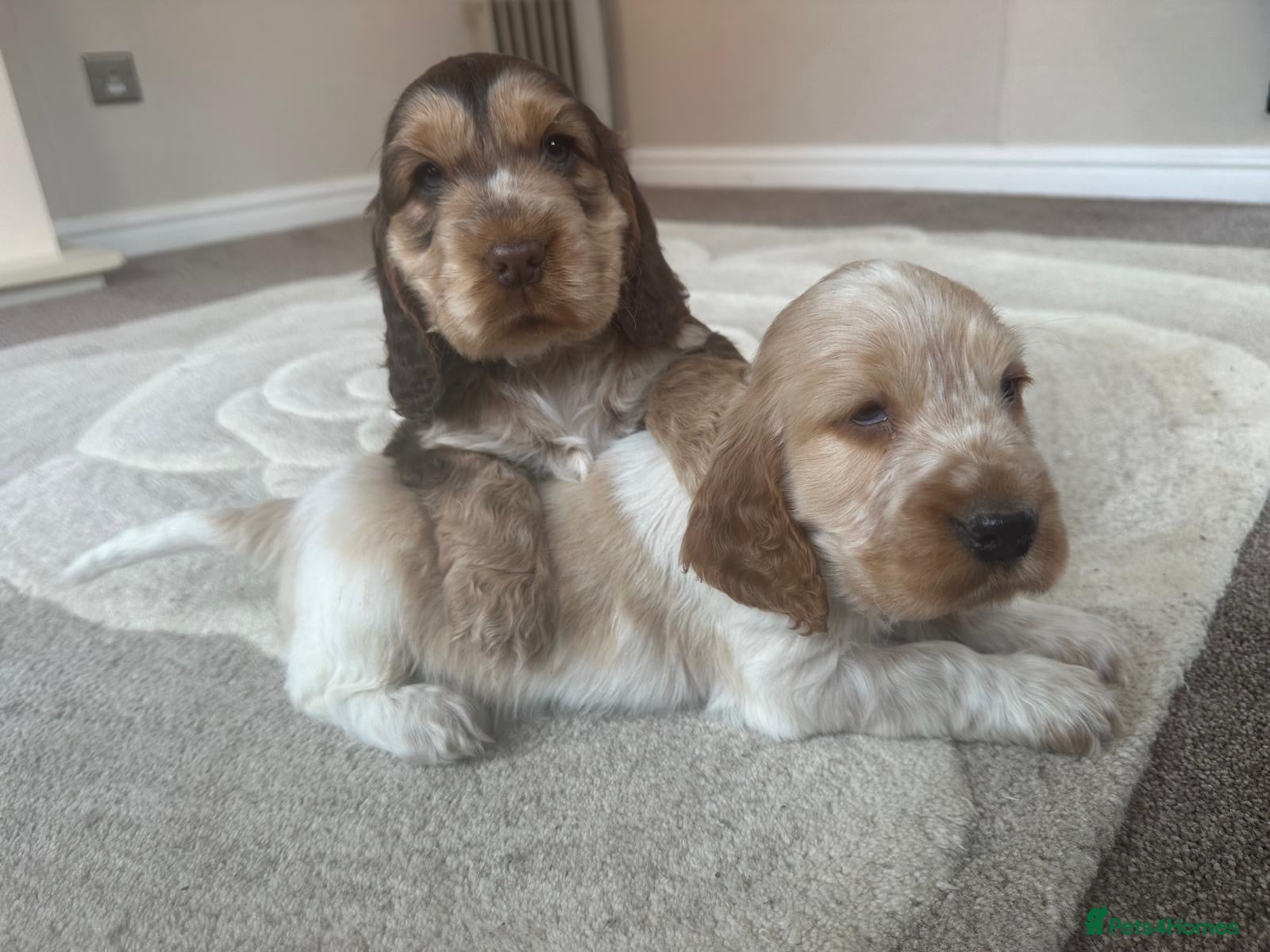 Cocker Spaniel dogs gorgeous cocker spaniel puppies available  - Advert 1