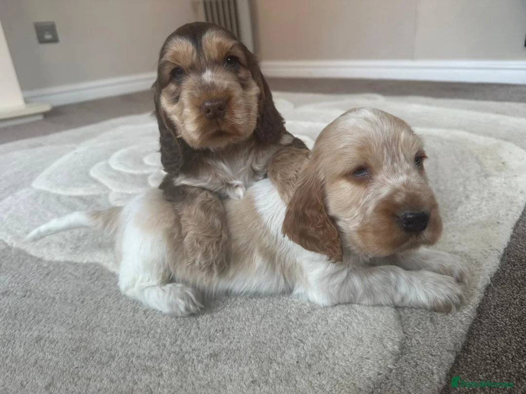 Cocker Spaniel dogs for sale: gorgeous cocker spaniel puppies available  - Advert 1