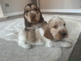 Cocker Spaniel dogs gorgeous cocker spaniel puppies available - Advert 10