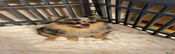 Pomchi dogs for sale: Beautiful Blue/Tan Pomeranian Merle Girl  - Advert 16