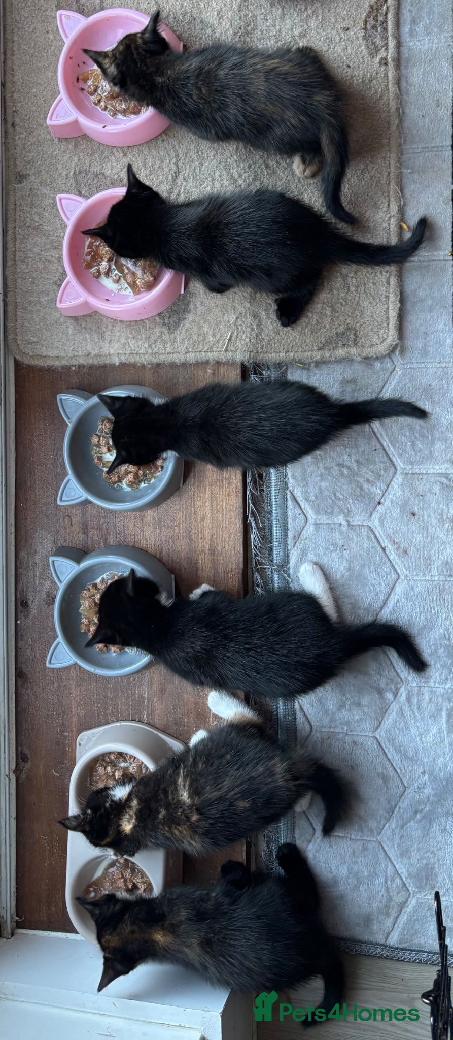 Mixed Breed cats for sale: 8 week old kittens  - Advert 2
