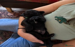 Springador dogs for sale: Puppies  - Image 6