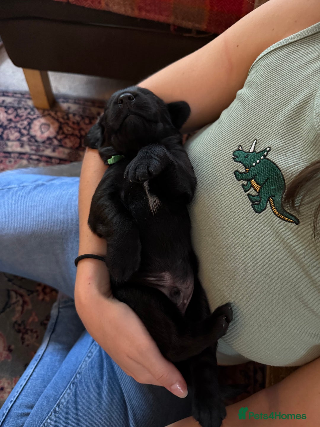 Springador dogs for sale: Puppies  - Image 6