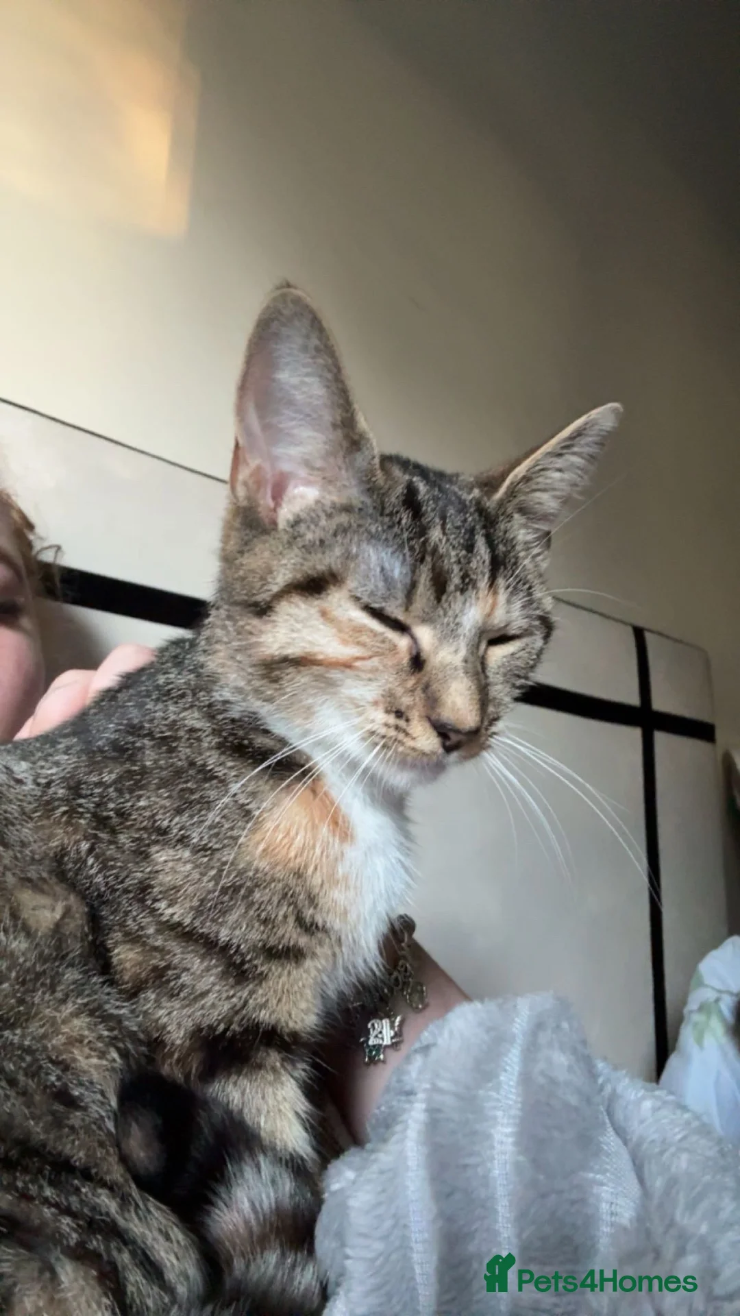 Mixed Breed cats for sale: Nala  in Wolverhampton - Advert 1