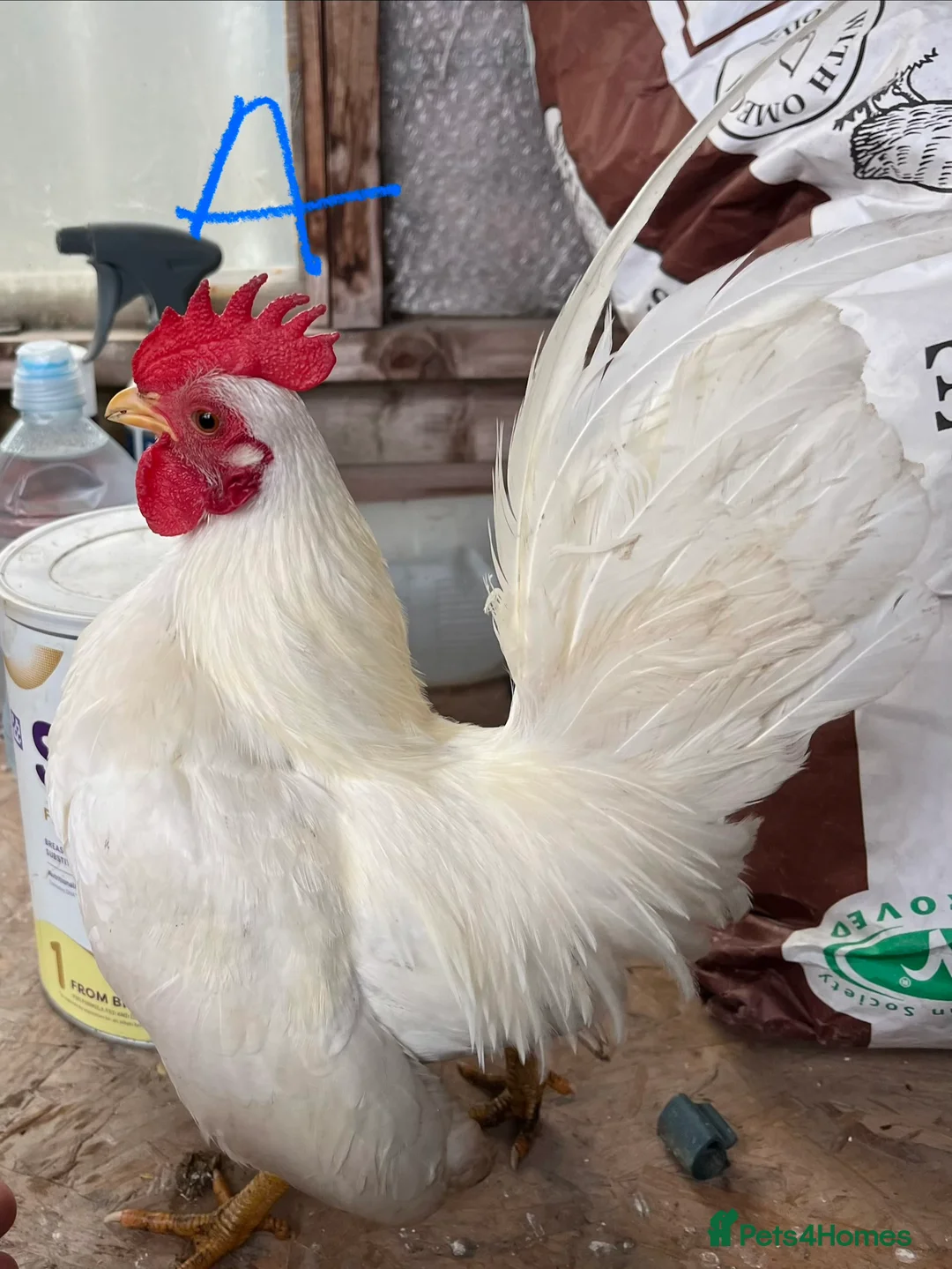 Chickens poultry for sale: Serama Hens & Cockerels - Advert 1