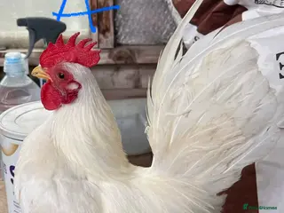 Chickens poultry Serama Hens & Cockerels - Advert 2