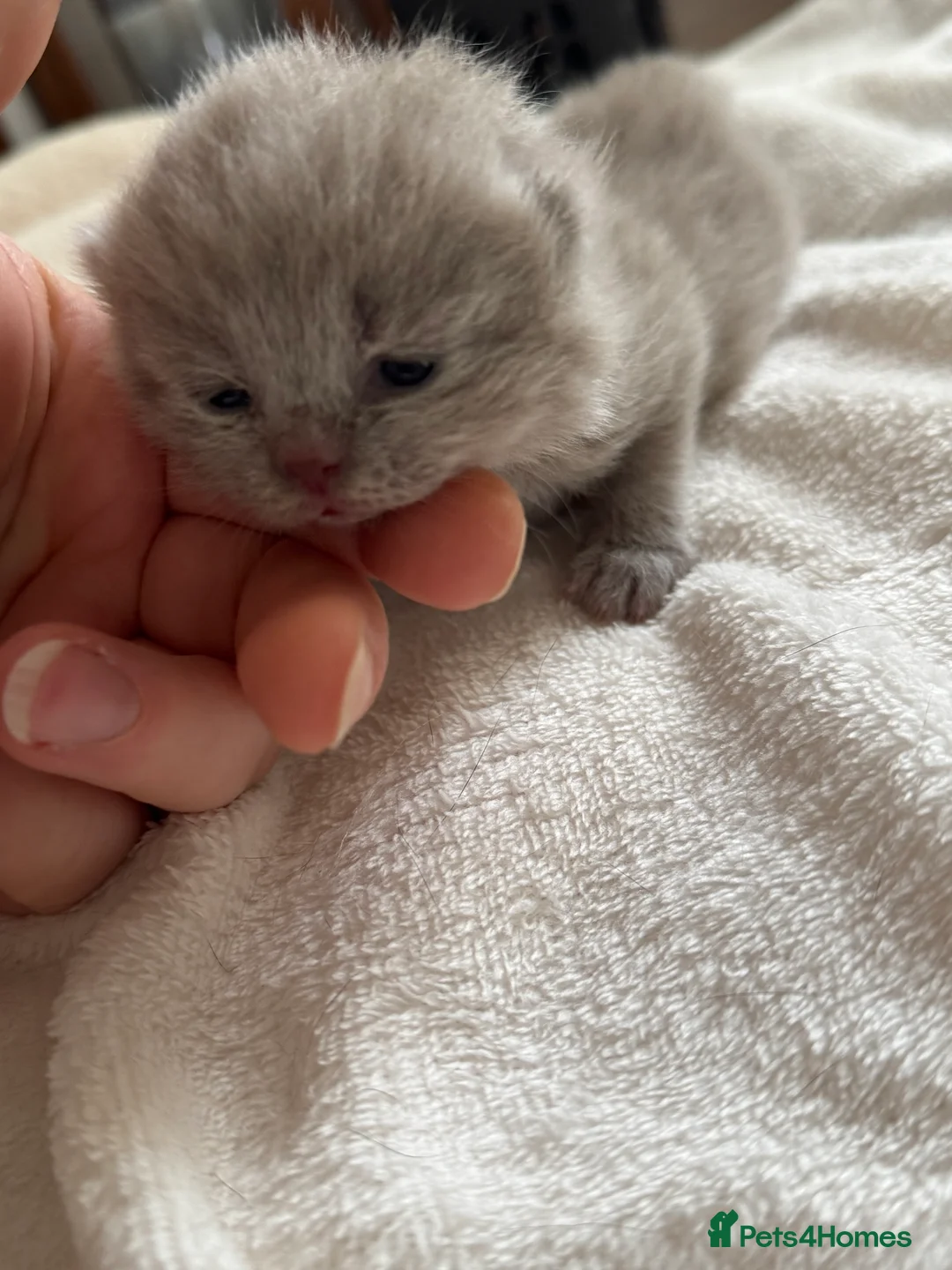 British Shorthair cats for sale: Lilac -cream girl BSH , TICA  - Advert 1